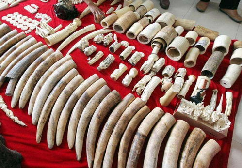 中国大妈在非洲走私狂赚4000万,被判15年,耿爽回应 绝不袒护